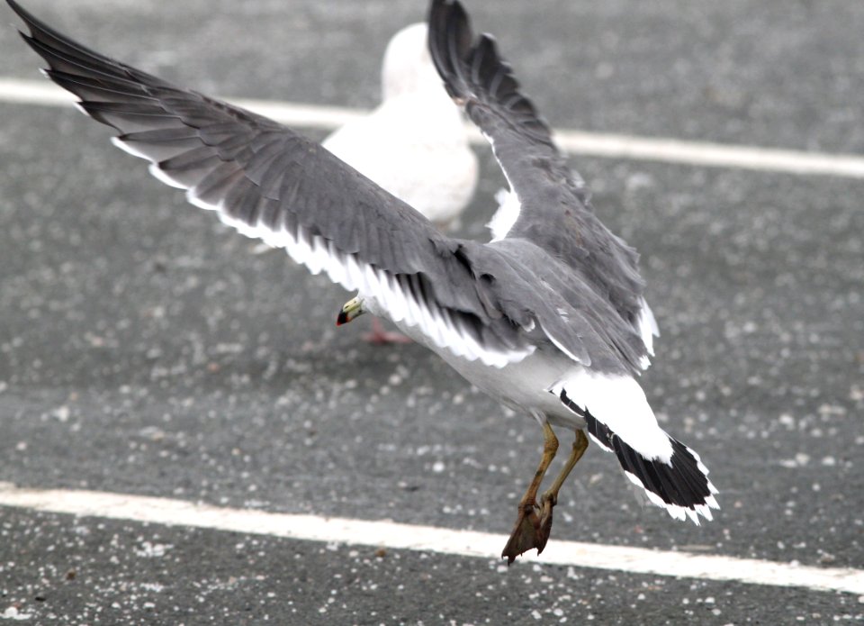 357 - BLACK-TAILED GULL (2-19-11) Quidi Vidi Lake, St John's, Newfoundland   (12)