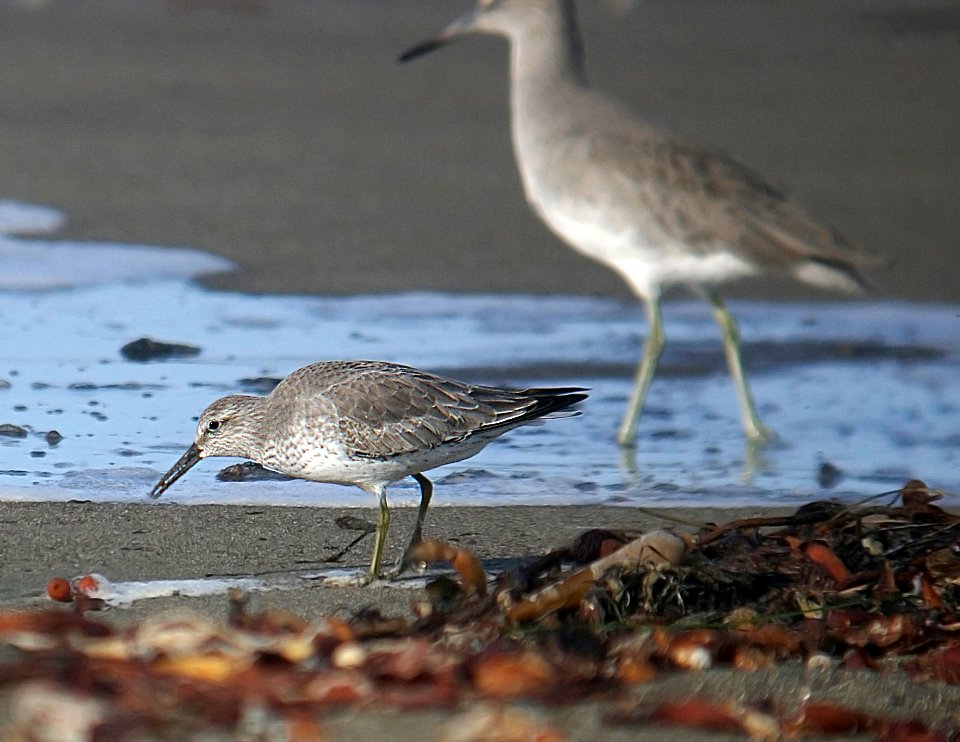 309 - RED KNOT (11-5-06) morro bay, slo co, ca (1)