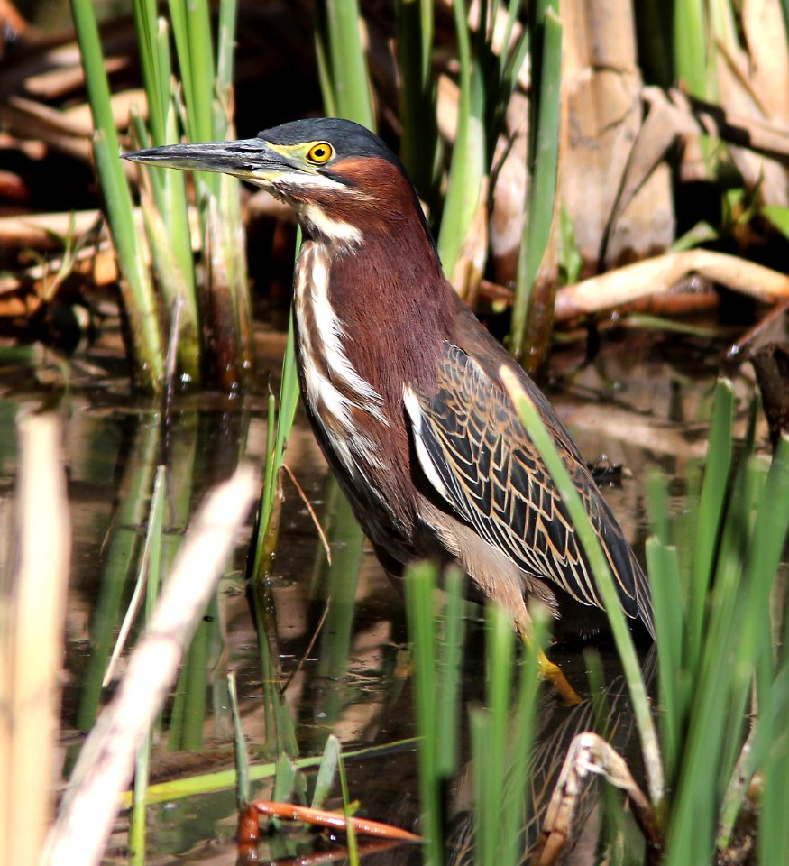 194 - GREEN HERON (4-2-13) patagonia lake, scc, az -01
