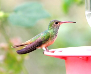 509 - BUFF-BELLIED HUMMINGBIRD (2-18-08) frontera, tx  (1)