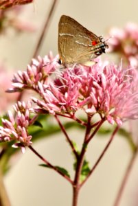 White M hairstreak