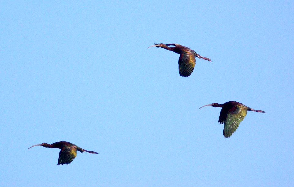 200 - WHITE-FACED IBIS (5-9-09) piedras blancas, sloco, ca (7)