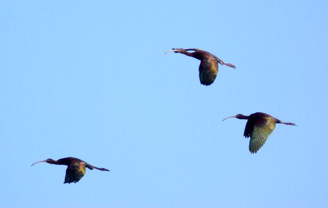 200 - WHITE-FACED IBIS (5-9-09) piedras blancas, sloco, ca (7)