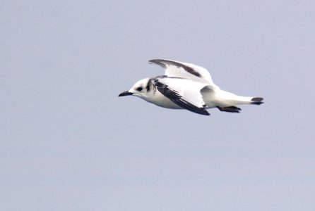 345 - BLACK-LEGGED KITTIWAKE (9-06) imm, ak (2)