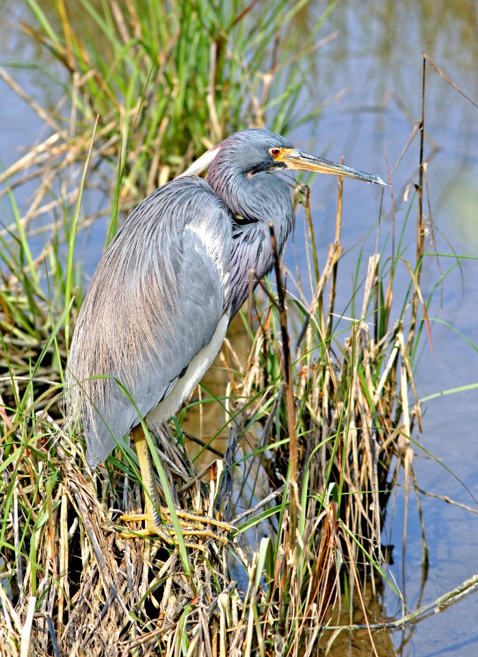 190 - TRICOLORED HERON (2-14-08) s padre is, tx