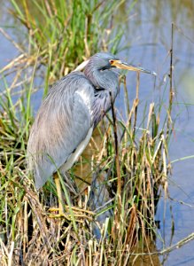 190 - TRICOLORED HERON (2-14-08) s padre is, tx photo