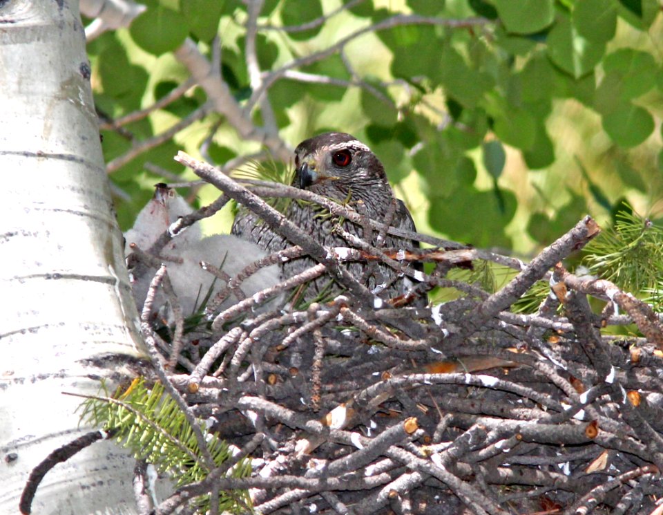218 - NORTHERN GOSHAWK (6-9-13) singletree creek, boulder mt, wayne co, ut  (3)