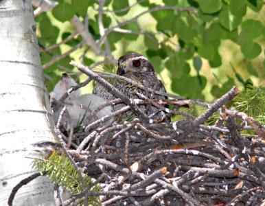 218 - NORTHERN GOSHAWK (6-9-13) singletree creek, boulder mt, wayne co, ut  (3)