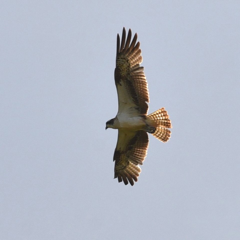 Osprey
