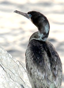 168 - BRANDT'S CORMORANT (12-17-09) morro bay, ca  (2)