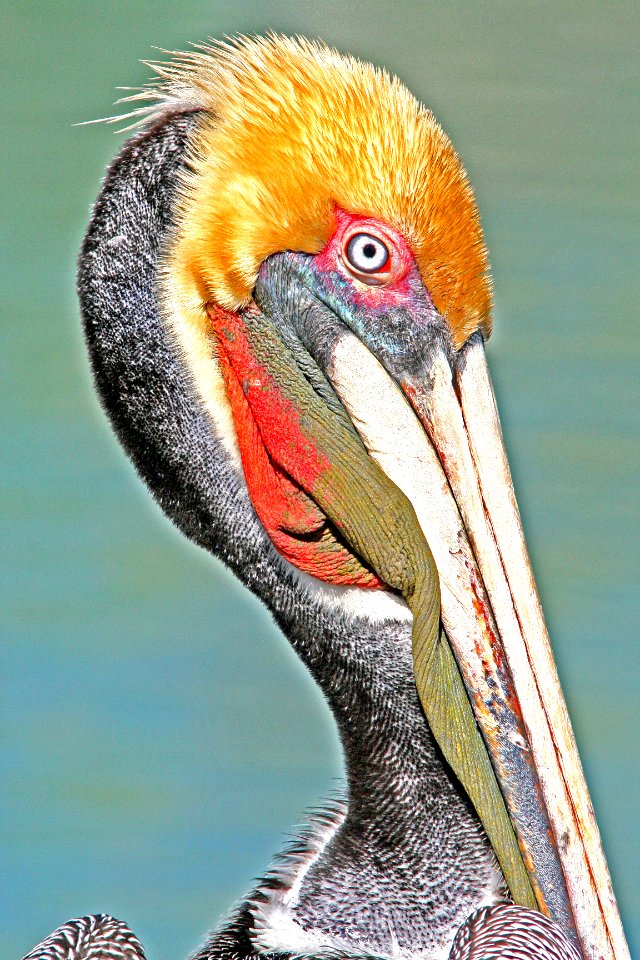 176 - BROWN PELICAN (2-13-08) port isabel, tx