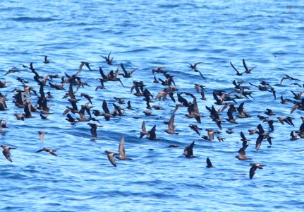 154 & 152 - LEAST & BLACK STORM-PETREL (10-3-09) off San Diego, ca  (4)
