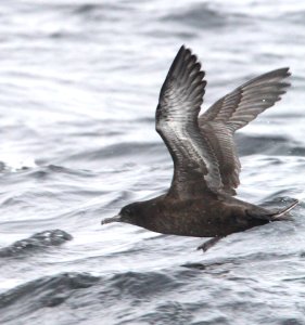134 - SOOTY SHEARWATER (9-25-09) monterey, ca  (3)