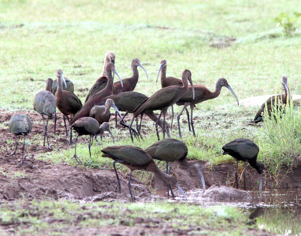 200 - WHITE-FACED IBIS (9-8-11) rio rico ponds, scc, az  (1)