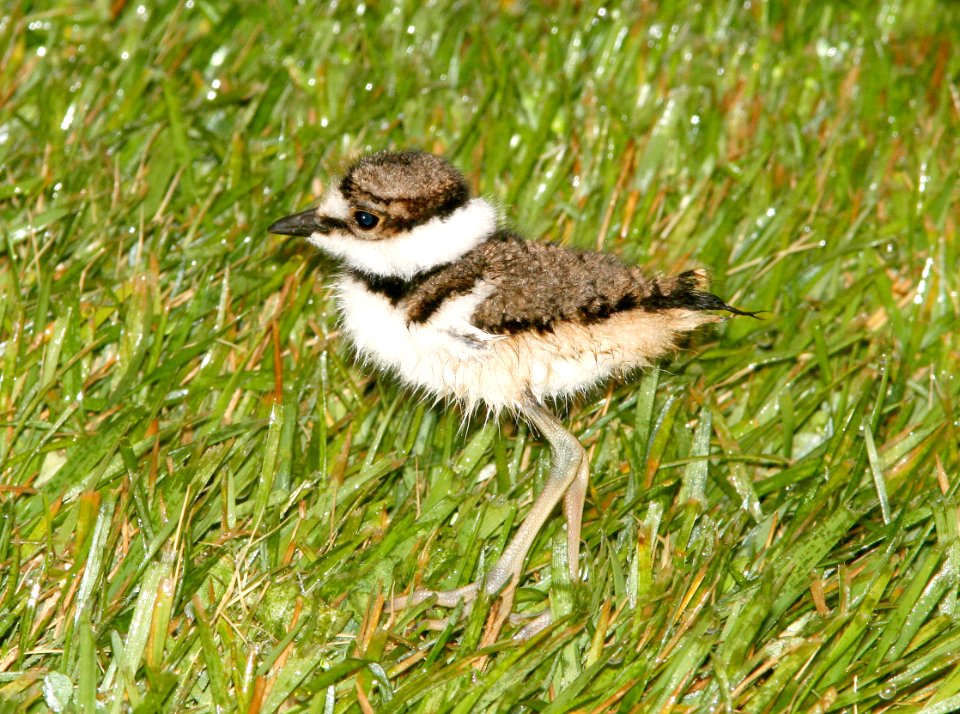 267 - KILLDEER (4-9-09) juv, slo co, ca