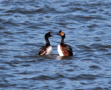 099 - EARED GREBE (6-6-13) koosharem reservoir, sevier co, ut  (3)