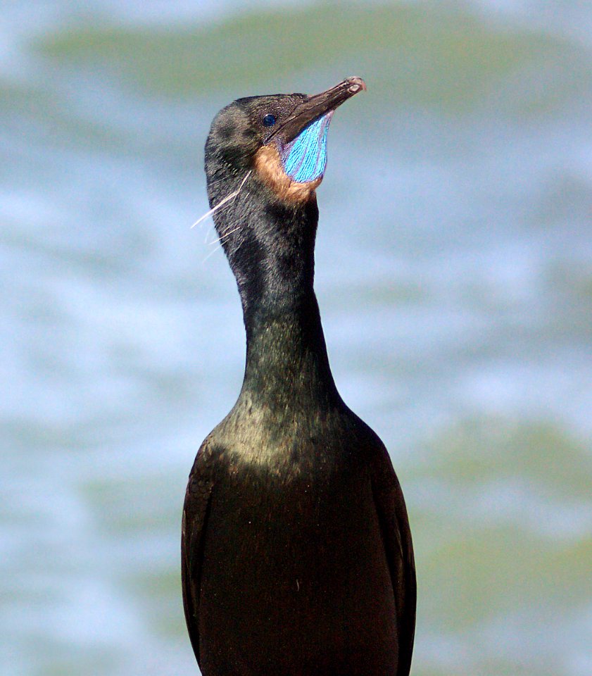 168 - BRANDT'S CORMORANT (3-24-09) piedras blancas, sloco, ca   (2)