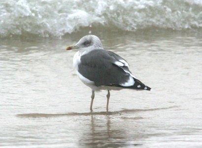 368 - LESSER BLACK-BACKED GULL  (12-31-08) quintana,tx  (3)