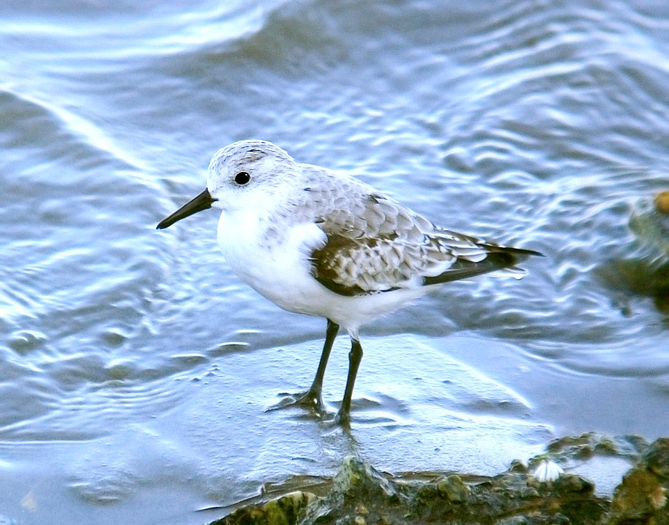 310 - SANDERLING (10-28-06) slo co, ca (1)