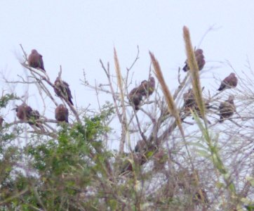 425 - RED-BILLED PIGEON (1-15-09) salineno, tx