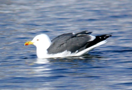 365 - YELLOW-LEGGED GULL (2-7-07) quidi vidi lake, st john's, newfoundland (2)