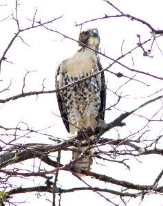 230 - RED-TAILED HAWK (7-6-12) imm, harshaw road, scc, az  (2)