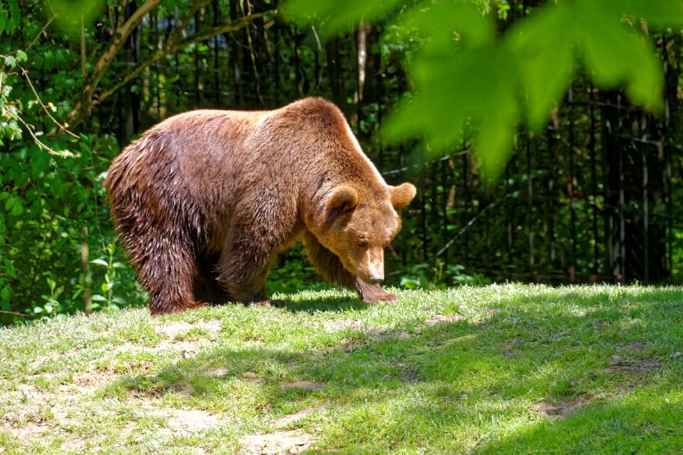 Wild animal world furry