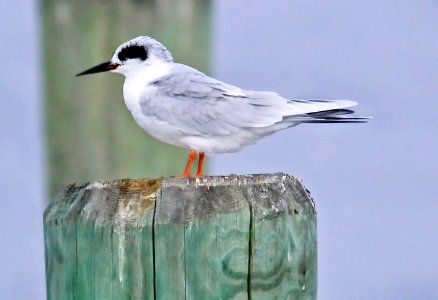 389 - FORSTER'S TERN (11-5-10)  (2)