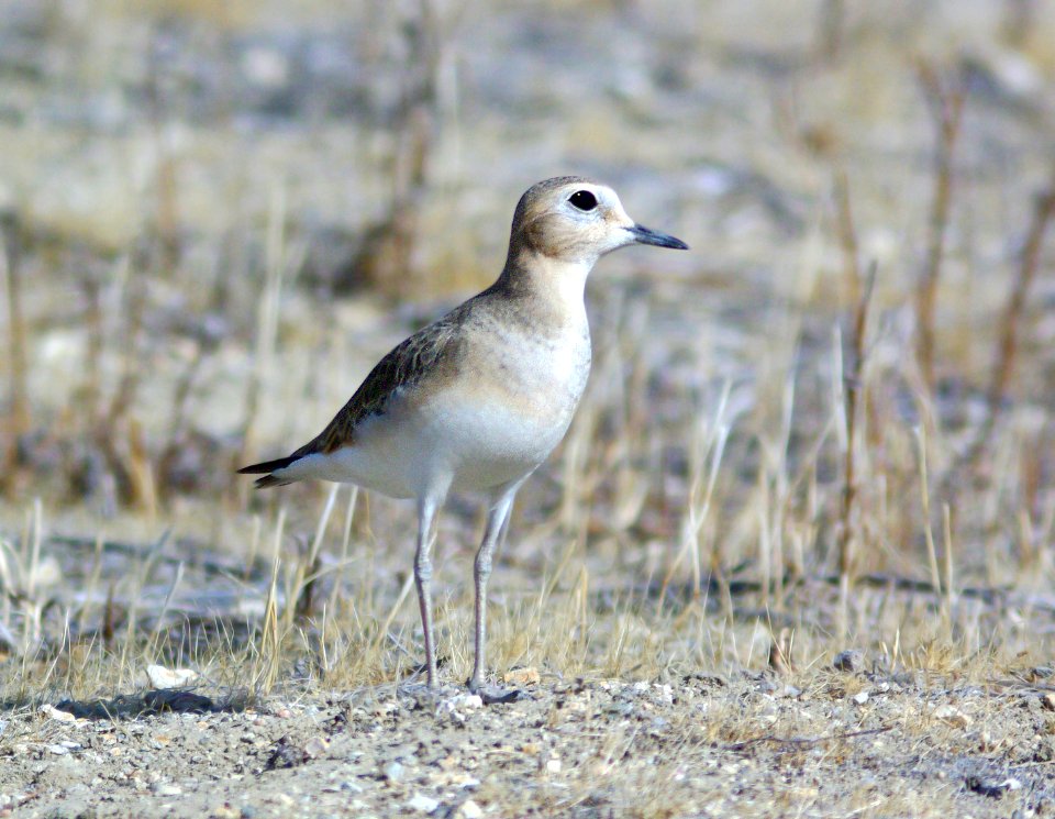 268 - MOUNTAIN PLOVER (11-19-08) carrizo plain, slo co, ca (4)