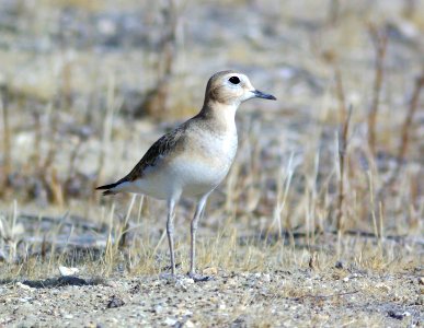 268 - MOUNTAIN PLOVER (11-19-08) carrizo plain, slo co, ca (4)