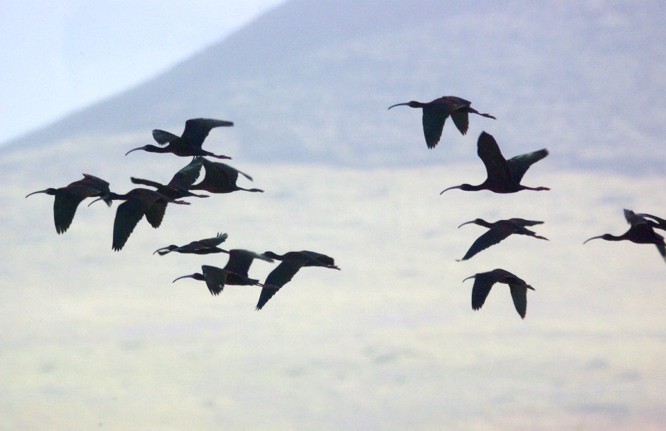 200 - WHITE-FACED IBIS (5-9-09) piedras blancas, sloco, ca (3)
