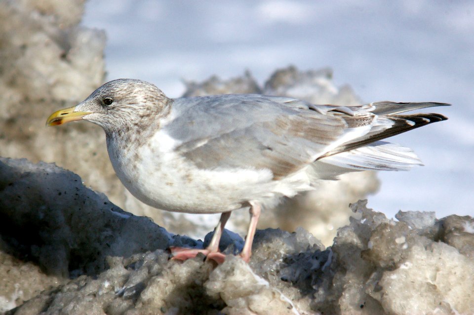 364 - HERRING GULL (2-7-07) adult basic, quidi vidi lake, st john's, newfoundland  (3)
