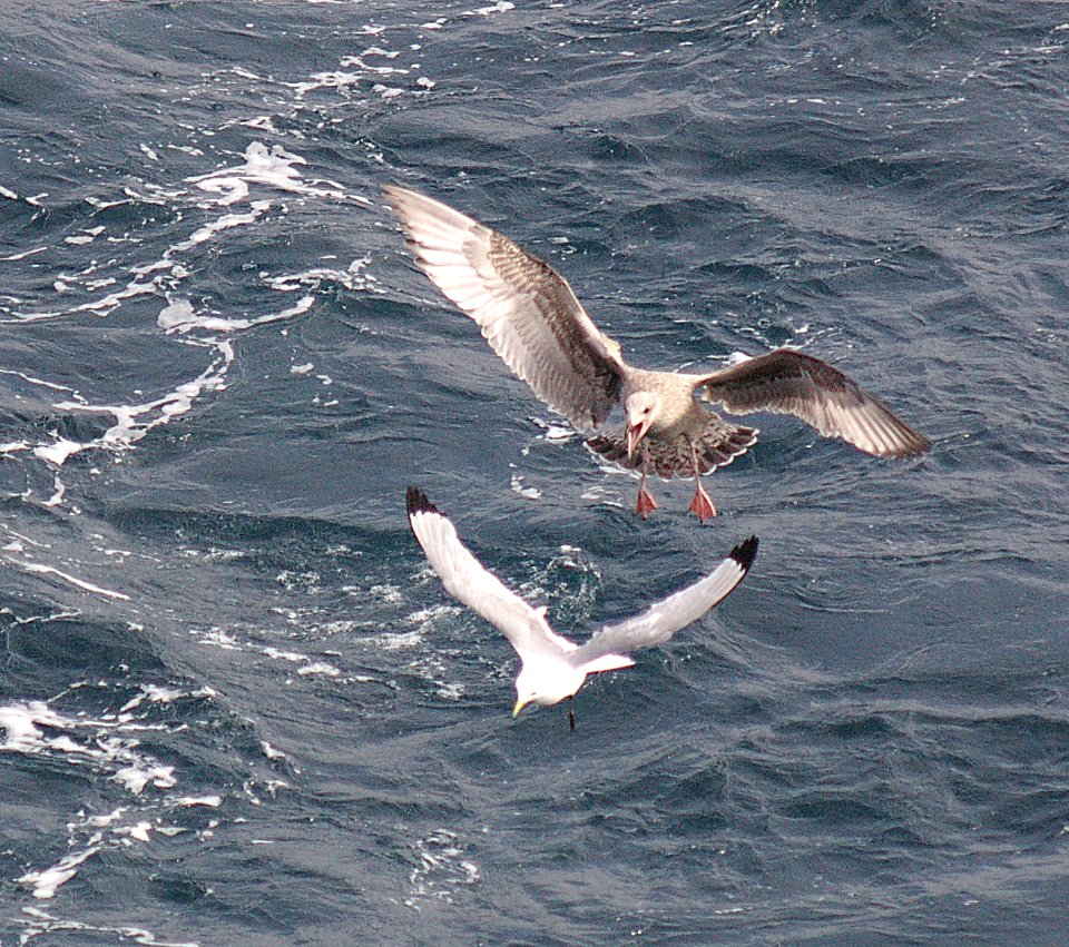 364 - VEGA HERRING GULL  (9-06) first winter, attu, ak  (5)