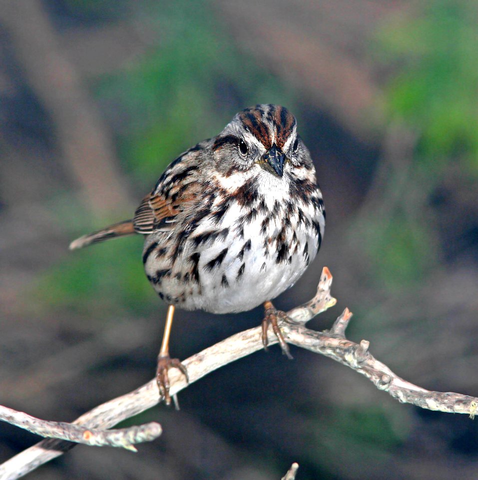 892 - SONG SPARROW (2-1-07) canet rd, lo co, ca (2)