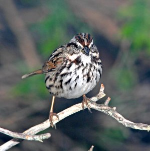 892 - SONG SPARROW (2-1-07) canet rd, lo co, ca (2)