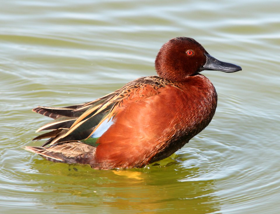 033 - CINNAMON TEAL (3-26-13) mustang island, nueces co, tx  (4)
