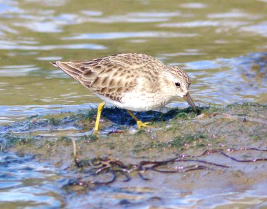 317 - LEAST SANDPIPER (1-5-08) slo co, ca (1)
