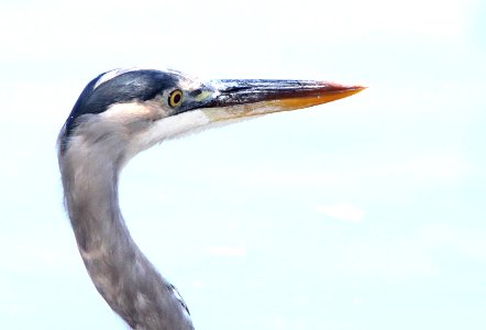 181 - GREAT BLUE HERON (9-18-09) oceano, slo co, ca