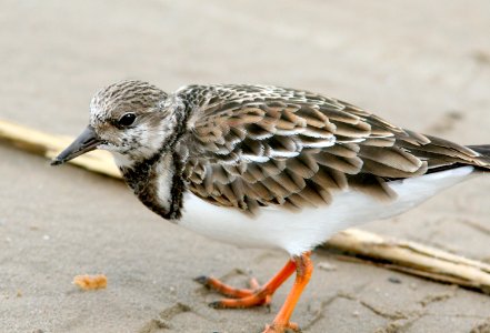 305 - RUDDY TURNSTONE  tx (8)