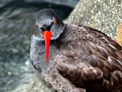 272 - BLACK OYSTERCATCHER (12-14-09) morro bay, slo co, ca  (8)