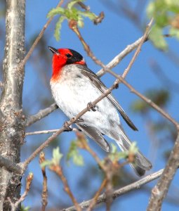 849 - RED-FACED WARBLER (5-17-13) lower galina campground, gila mts, nm (1)