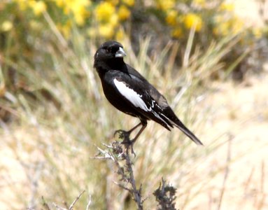 LARK BUNTING (5-21-13) romano bench, kane co, ut -01
