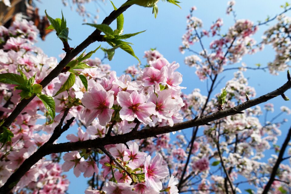 Mountain cherry blossoms plant