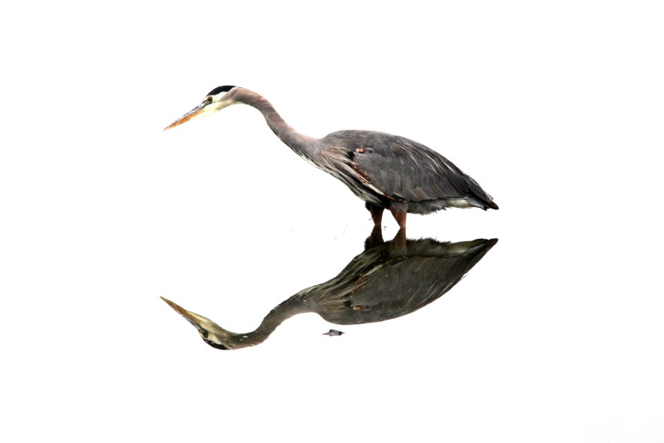 181 - GREAT BLUE HERON (10-12-09) sloco, ca  (3)