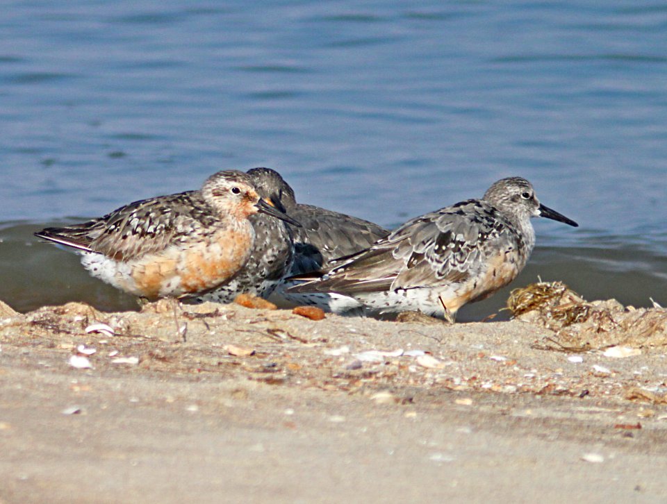 309 - RED KNOT (8-30-09) fiddler's cove, silver strand, coronado, ca  (15)