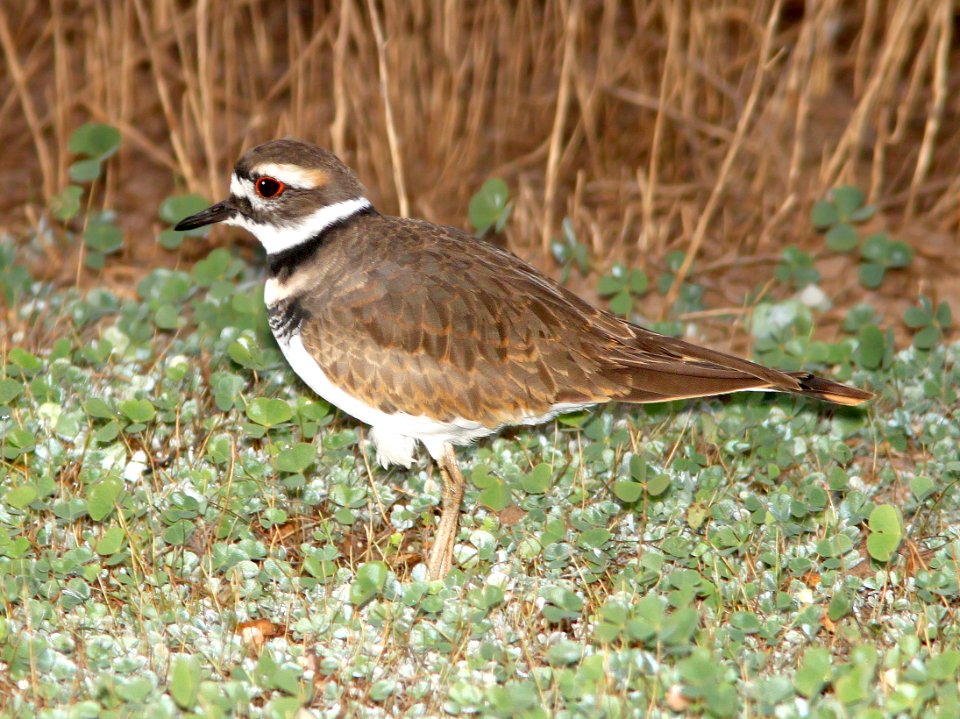 267 - KILLDEER (10-19-12) tank west of parker cyn just north of mexican border, scc, az  (5)