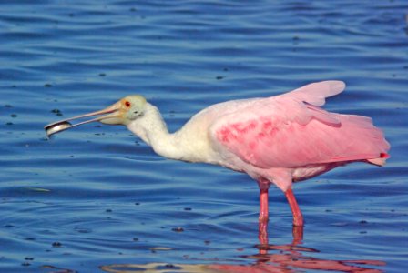 201 - ROSEATE SPOONBILL (1-7-09) san isabel, tx  (5)