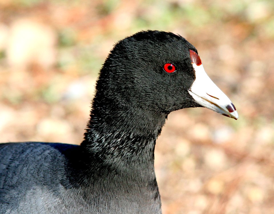 246 -  AMERICAN COOT (12-22-07) slo co, ca (1)