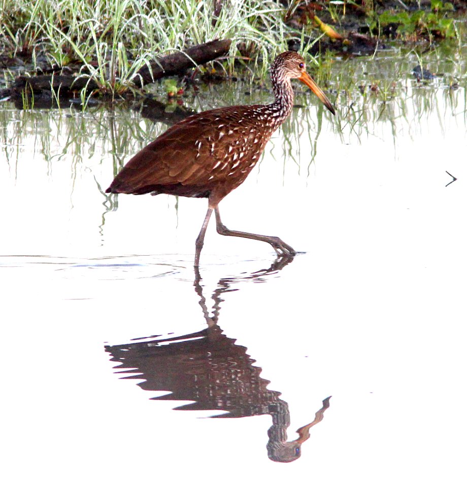 248 - LIMPKIN (2-27-13)  myakka state park, manatee co, fl  (4)