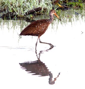 248 - LIMPKIN (2-27-13)  myakka state park, manatee co, fl  (4)